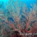 seafan_res_h_0705_png0012.jpg
